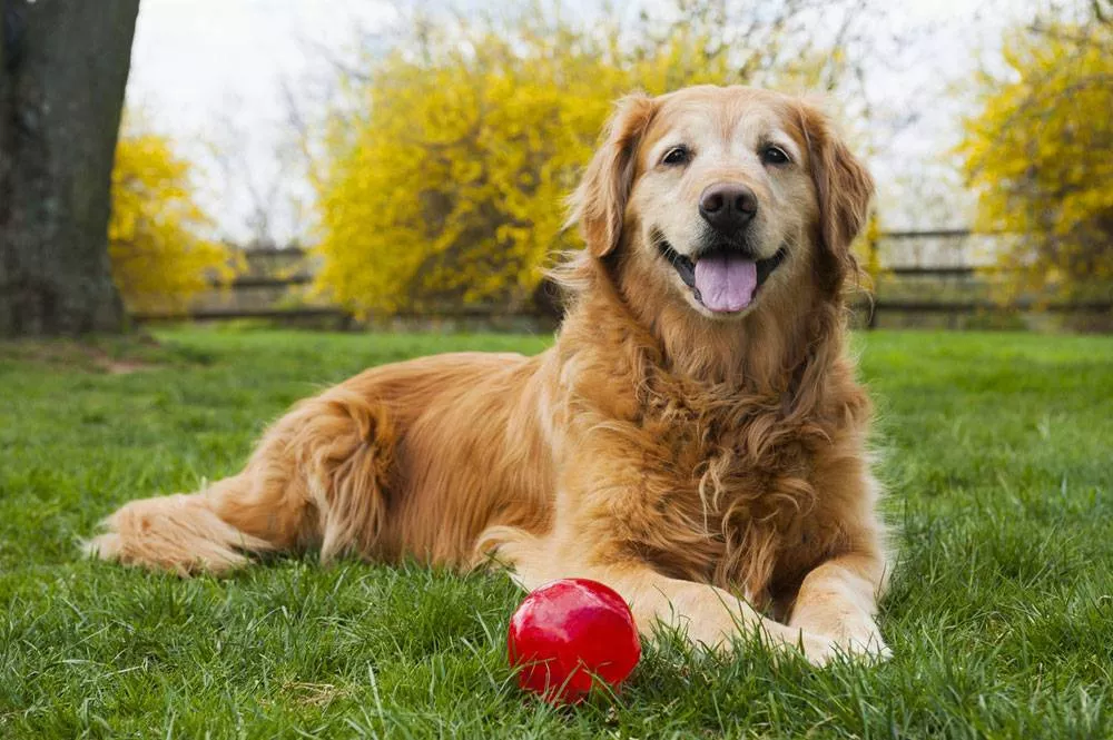 Physical Characteristics Of Red Golden Retrievers